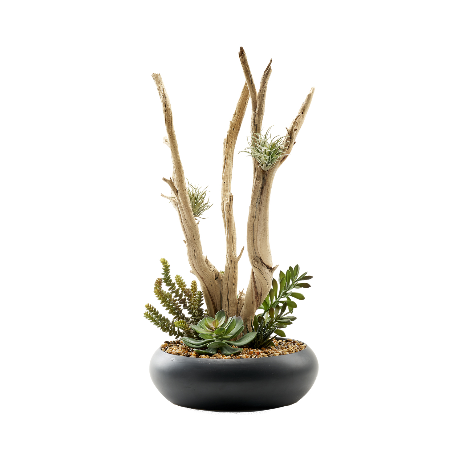 Ghostwood & Assorted Succulents in Large Black Simply Low Bowl - 227010