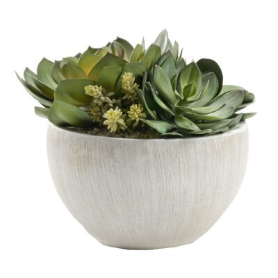 Echeverias & Mixed Succulents in Large Ezra Vase - 227015