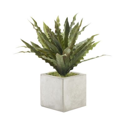 Frosted Green Birdnest Bush in Grey Newport Cube - 227028