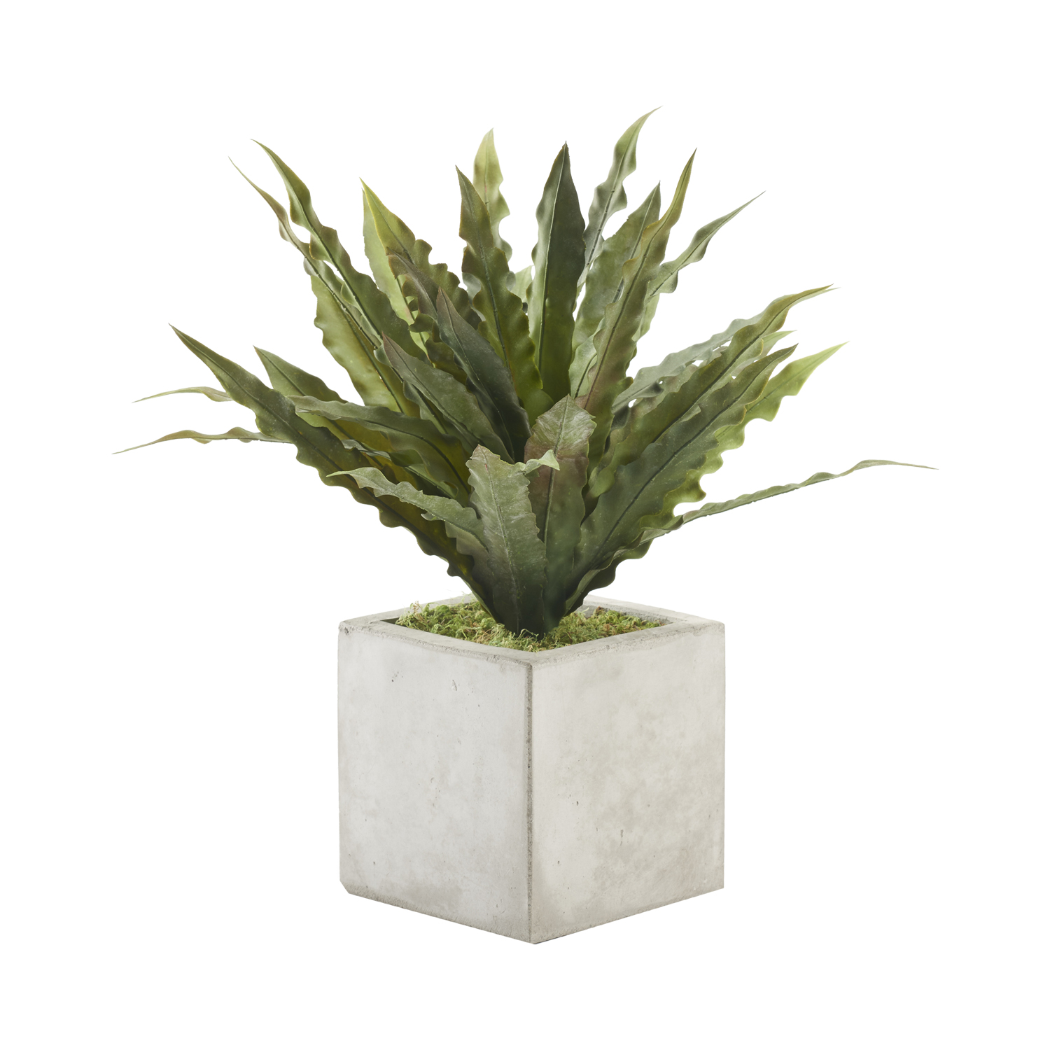 Frosted Green Birdnest Bush in Grey Newport Cube - 227028
