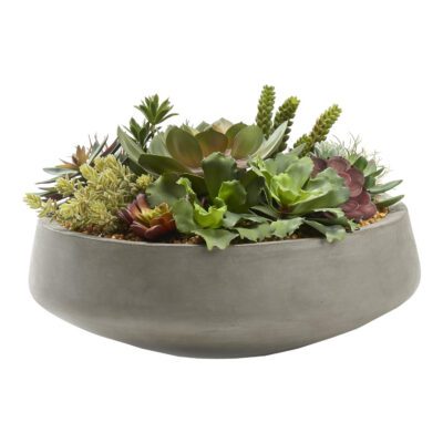 Echeverias, Ruffle Echeveria, Agave, Aloe, and Donkey Tail in Newport Low Bowl - 227031