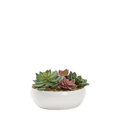 Assorted Echeverias in Simple Low Bowl - 229004