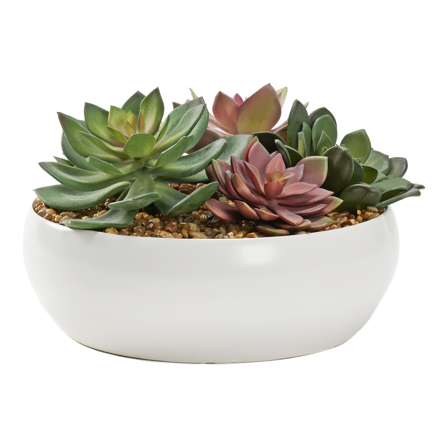 Assorted Echeverias in Simply Low Bowl - 229004