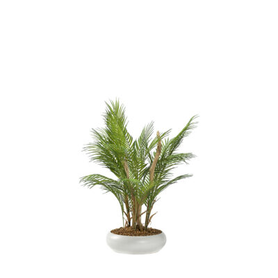 Areca Palm with Ghostwood in Simply Low Bowl - 229009