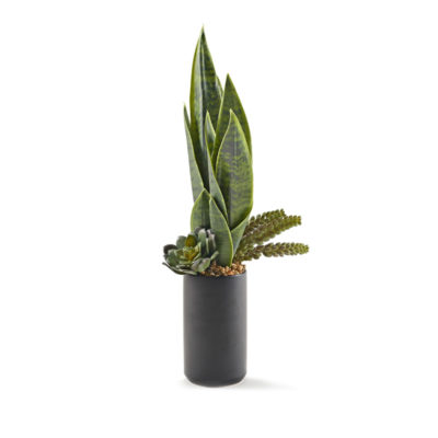 Mother-in-Law's Tongue with Mixed  in Tall Black Kendall Vase - 229034