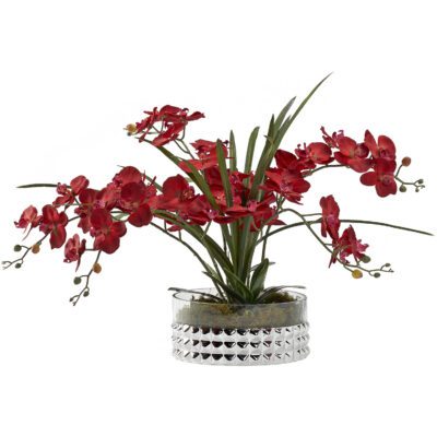 Phal Orchids in Large Short Stud Vase - 229042
