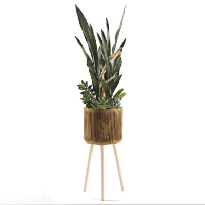 Sansevieria, Succulents, & Ghostwood in Large Asher Planter with Legs - 229048
