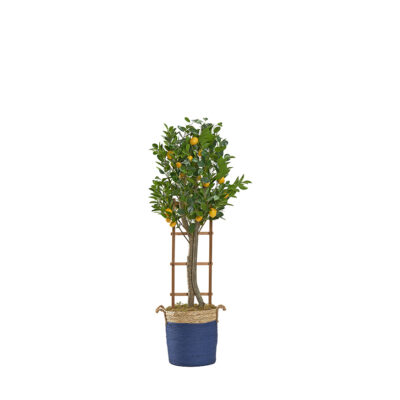Lemon Tree with Lattice in Blue/Rattan Basket with Handles 5.5' - 322900