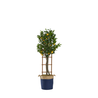 Lemon Tree with Lattice in Blue & Natural Basket 5.5' - 322900