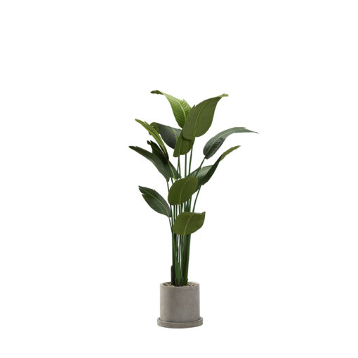 Travelers Palm in Marta Planter 6.5' - 322902