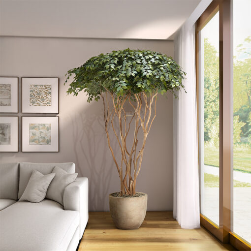 Sakaki Tree in Grove Planter 8' - 322903 - Image 2