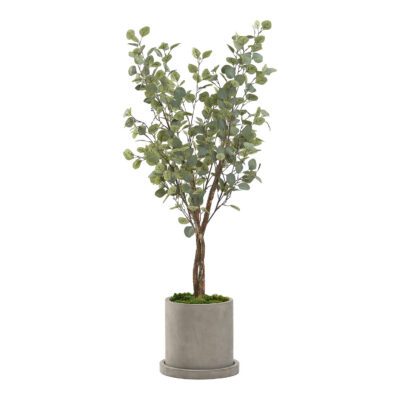 Silver Dollar Eucalyptus Tree in Marta Planter 5' - 322905