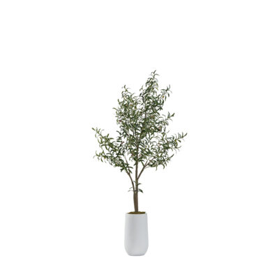 Olive Tree in Quinn Planter 6.5' - 322907