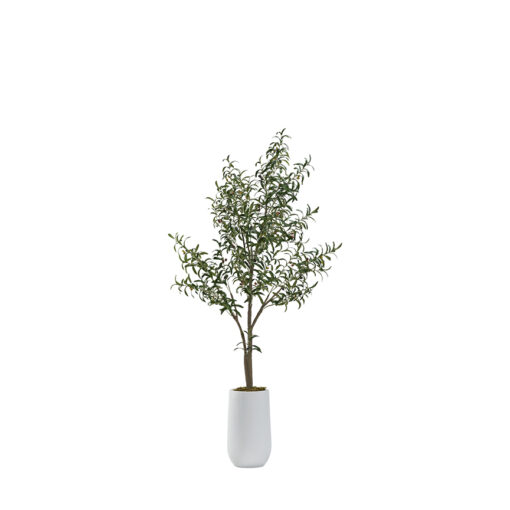 Olive Tree 6' - 984 - Image 2