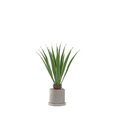 Agave Plant in Marta Planter 4' - 322911