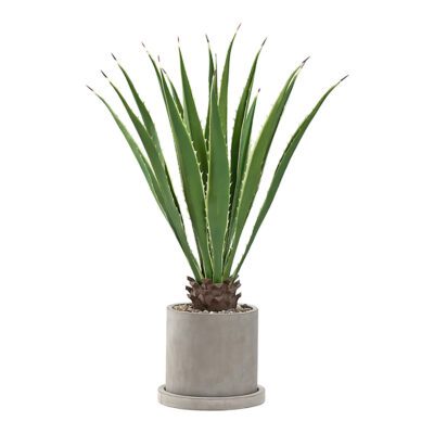 Agave Plant in Marta Planter 4' - 322911
