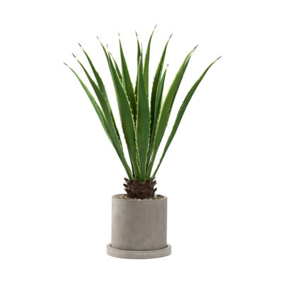 4' Agave Plant in Medium Marta Planter - 322911