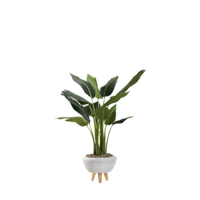Bird of Paradise Palm in Triad Planter 4.3' - 322912
