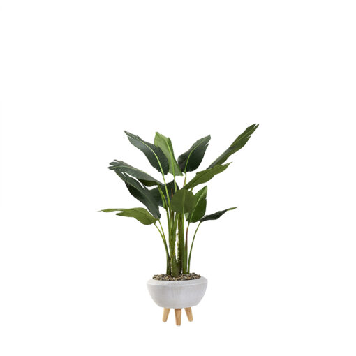 Bird of Paradise Palm in Triad Planter 4.3' - 322912