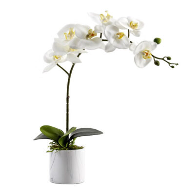 White Phael Orchid in Small Cora Vase - 221001