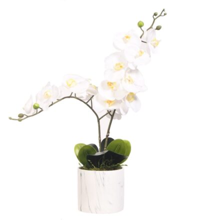 White Phael Orchids in Large Cora Vase - 221006