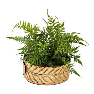 Leather Fern in Small Salve Planter - 231016
