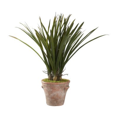 Areca Grass in Dwell Planter - 231024