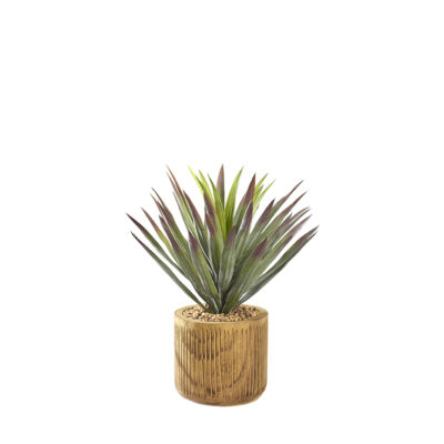 Agave Plant in Asher Planter - 231038