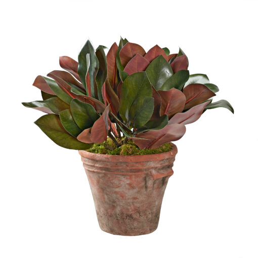 Magnolia Leaves in Dwell Planter - 231039