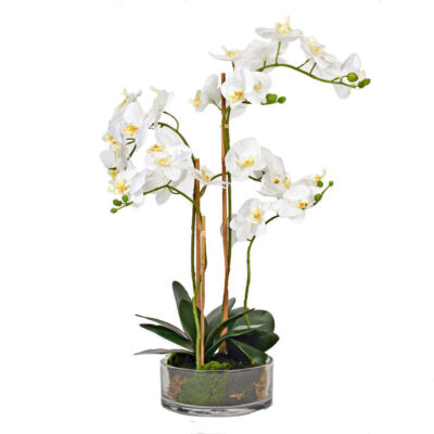 White Orchids in Low Glass Vase - 231040