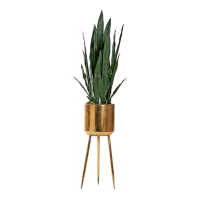 Sansevieria Plant in Regina Planter - 322930