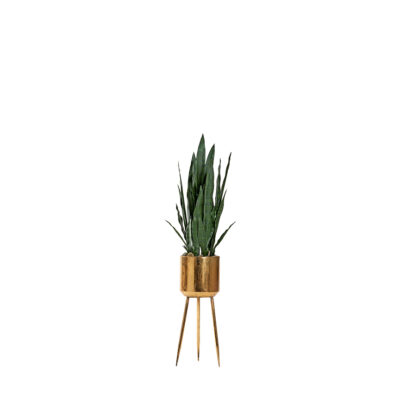 Sansevieria Plant in Regina Planter - 322930