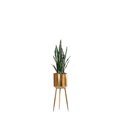 Sansevieria Plant in Regina Planter - 322931