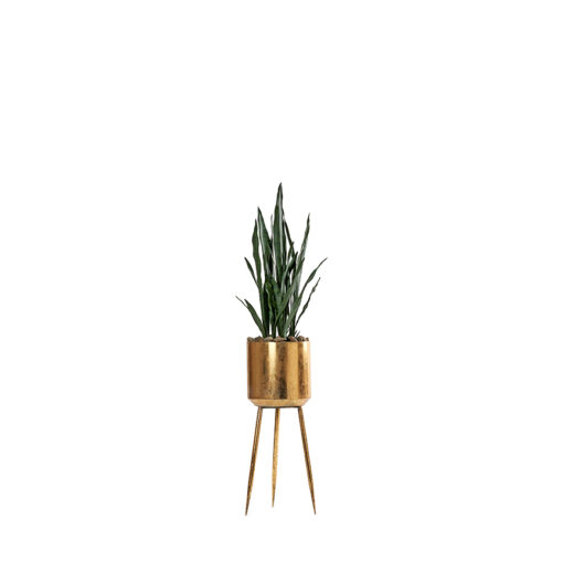 Sansevieria Plant in Regina Planter - 322931