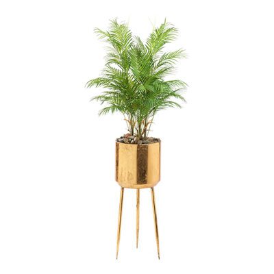 Areca Palm in Regina Planter 6' - 322932