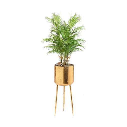 6' Areca Palm in Large Regina Planter - 322932