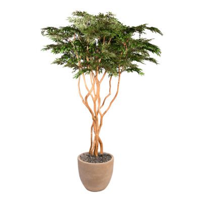 Ruscus Tree in Grove Planter 8' - 323000