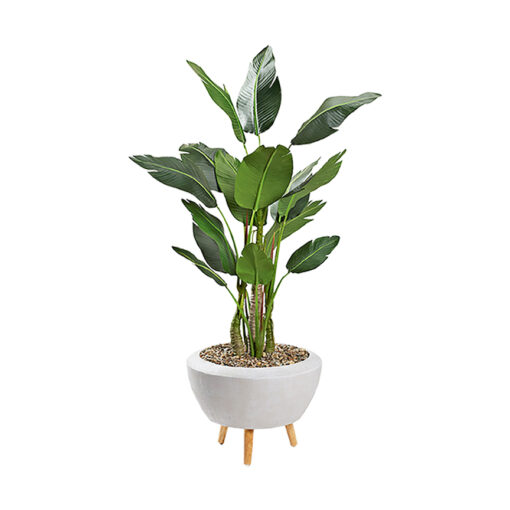 Bird of Paradise in Triad Planter 5.8' - 323001 - Image 2