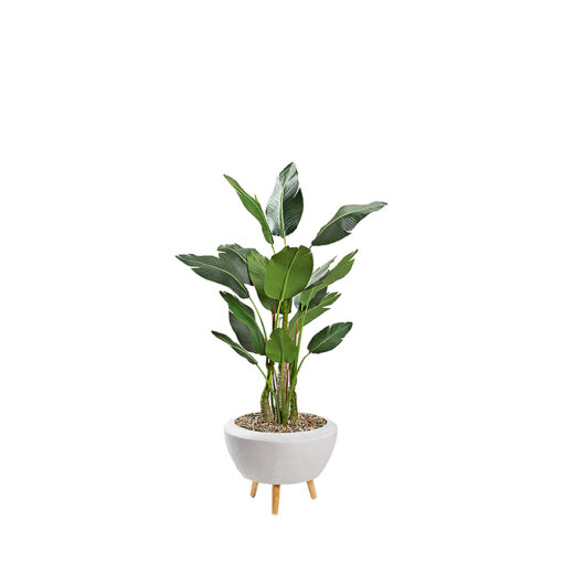 Bird of Paradise in Triad Planter 5.8' - 323001