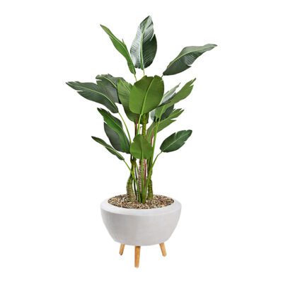 Bird of Paradise in Triad Planter 5.8' - 323001