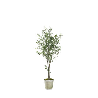 Olive Tree in Stone Terracotta 6.3' - 323002