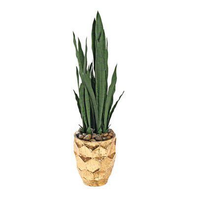 Sansevieria Plant in Leonine Planter - 323003