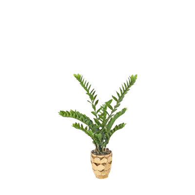 Zamiifolia Plant in Leonine Planter 4'- 323004