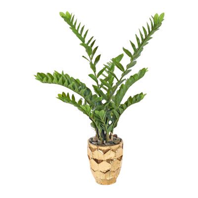 Zamiifolia Plant in Leonine Planter 4'- 323004