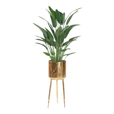 Traveler Palm in Regina Planter 6.3' - 323005