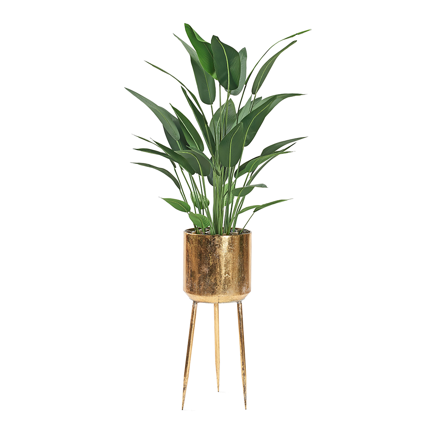 Traveler Palm in Regina Planter 6.3' - 323005
