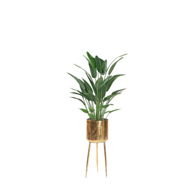 Traveler Palm in Regina Planter 6.3' - 323005
