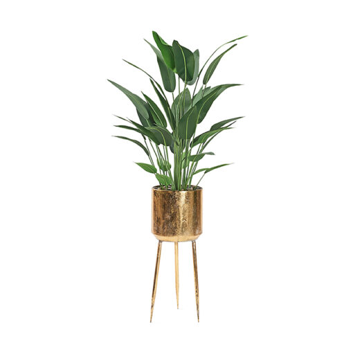 Traveler Palm in Regina Planter 6.3' - 323005 - Image 2
