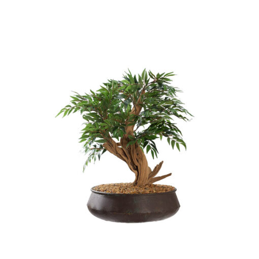 Ruscus Spray in Medium Virtu Planter - 323006
