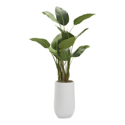 Bird of Paradise Tree in Quinn Planter 5.6' - 323007